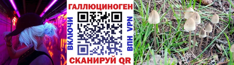 сайты даркнета какой сайт Мещовск Галлюциногенные грибы Psilocybe